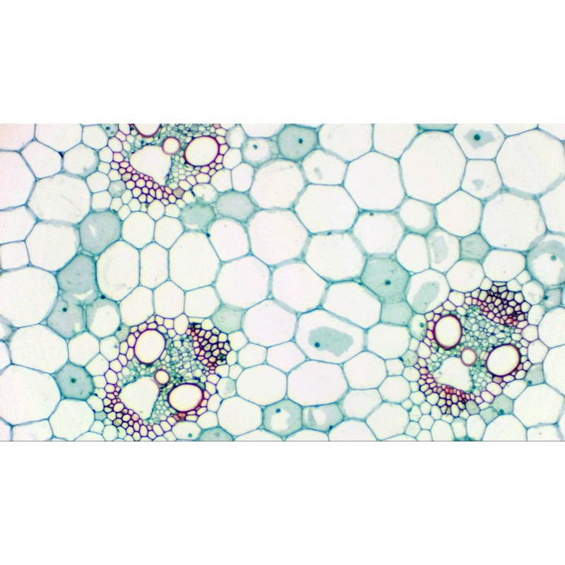 Bresser USB Microscope MicrOcular Telescope Camera Full HD Resolution, with