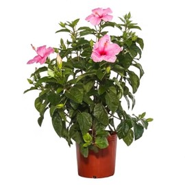 American Plant Exchange Hibiscus Plant 'Pink' – 10-Inch Pot – Live Tropical Flowering Shrub, Outdoor or Indoor Blooming Plant for Patios, Gardens, Balconies & Home Landscape Décor