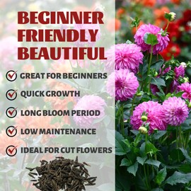 Dahlia Seeds Pack Mixed Colors - Beautiful Garden Flowers Seeds