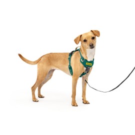 PetSafe Easy Walk Comfort No-Pull Dog Harness Full-Body Padding - Better Walks on The First Use - 5 Points of Adjustment X-Small, Green