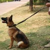 IronSeals Tactical Dog Training Bungee Leash Quick Release Buckle with