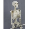 Harvey Jr. Skeleton- 33.5" Tall- 2nd Class