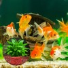 20 Pcs Aquatic Water Plant Fixed Rings, Aquarium Anchors Fish
