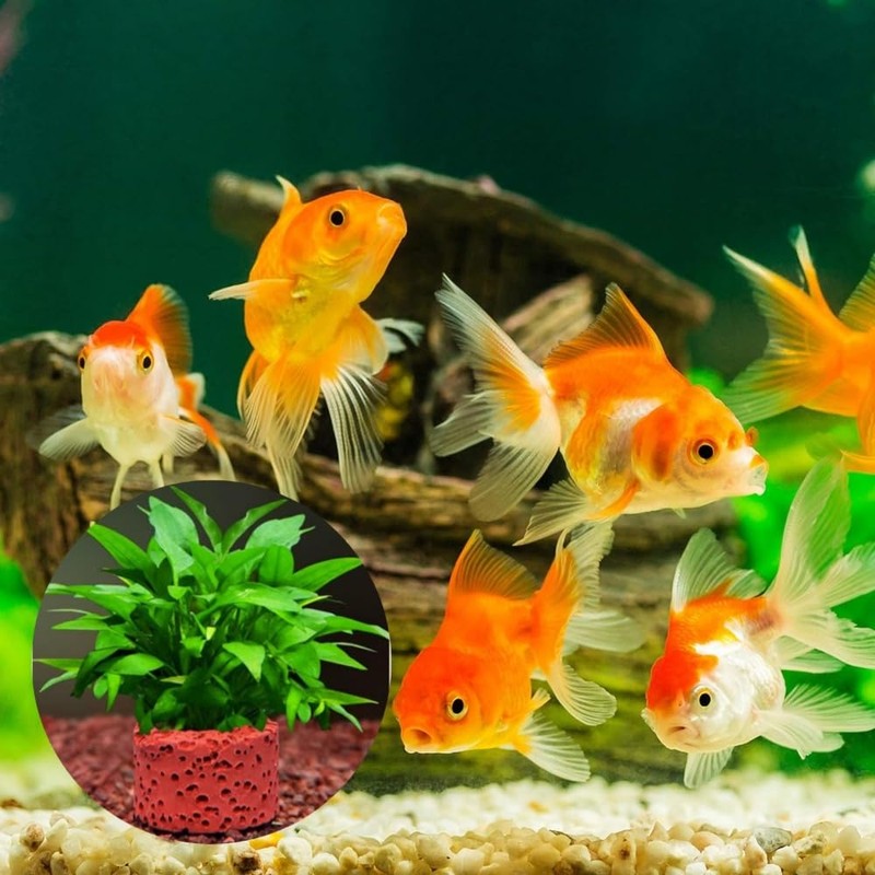 20 Pcs Aquatic Water Plant Fixed Rings, Aquarium Anchors Fish