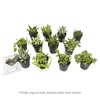 Altman Plants, Assorted Succulents Plants Live Houseplants (12PK), Succulent Plants