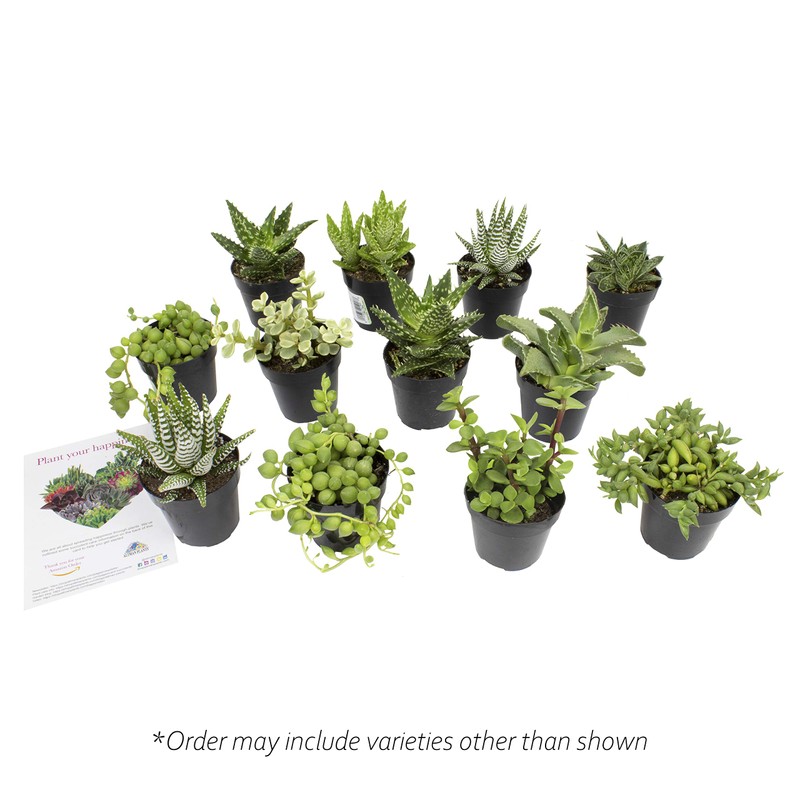 Altman Plants, Assorted Succulents Plants Live Houseplants (12PK), Succulent Plants