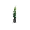 Sky Pencil Japanese Holly - 1 Live Gallon Size Plant