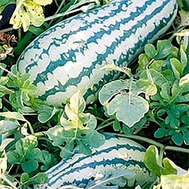 Georgia Rattlesnake Watermelon Seeds - Large Heirloom Watermelon