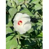 Foothill Gardens 50 Hardy White Hibiscus Seeds - organically grown,