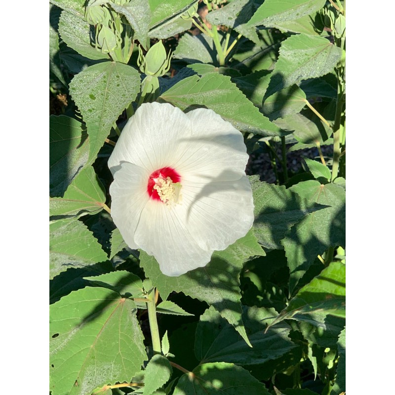 Foothill Gardens 50 Hardy White Hibiscus Seeds - organically grown,