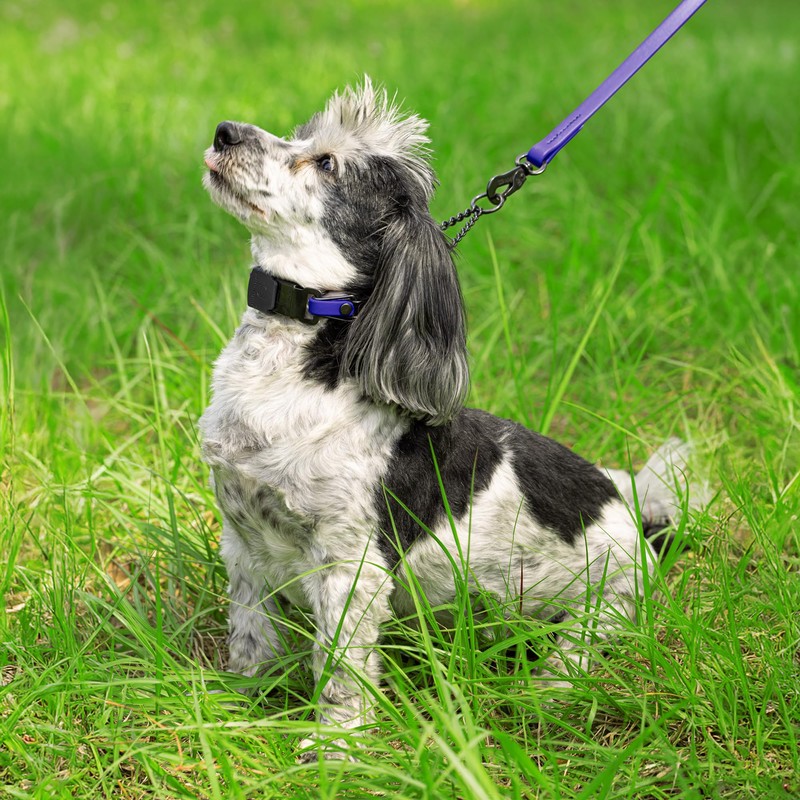 Herm Sprenger Black Stainless Steel Dog Collar with Quick Release