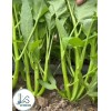 KS 200+ pcs TRIPLE-STEM WATER SPINACH SEEDS, Ong Choy, Kangkong,