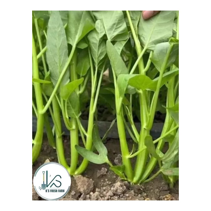 KS 200+ pcs TRIPLE-STEM WATER SPINACH SEEDS, Ong Choy, Kangkong,