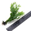 k2aqua 2X Java Fern Windelov Microsorum Pteropus Windelov Live Aquarium