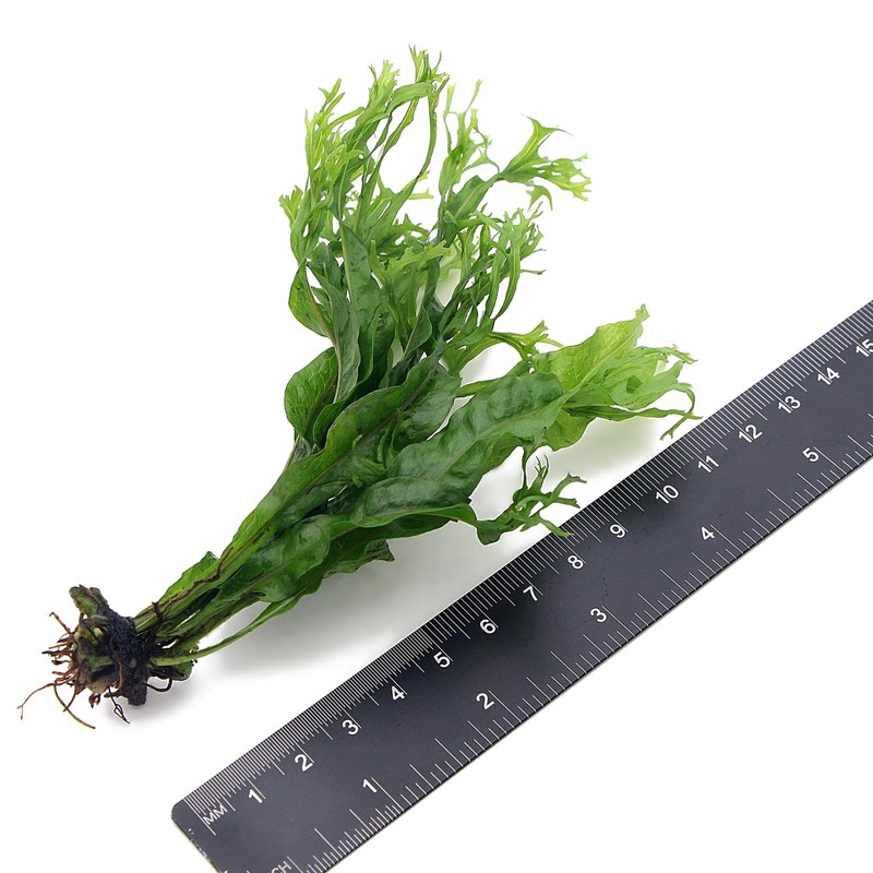 k2aqua 2X Java Fern Windelov Microsorum Pteropus Windelov Live Aquarium