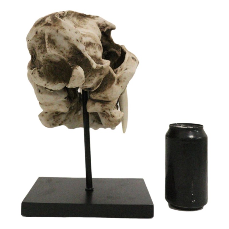 Ebros Sabertooth Tiger Cat Fossil Skull Skeleton Statue With Museum