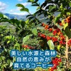 Freshly Roasted Coffee Beans with Traditional Sweetness Guatemala Antigua "La