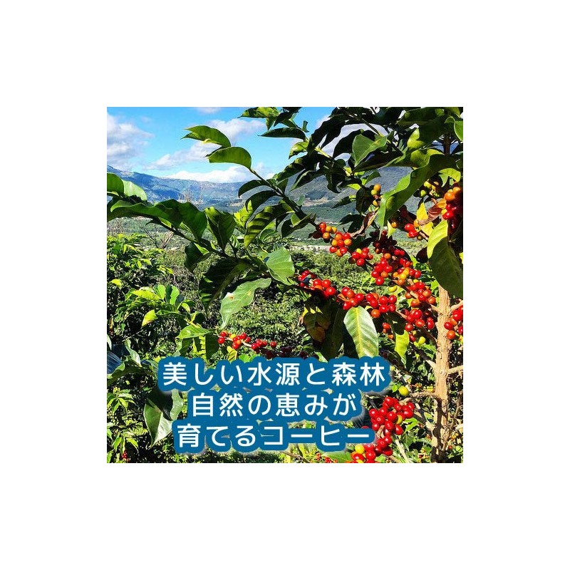 Freshly Roasted Coffee Beans with Traditional Sweetness Guatemala Antigua "La
