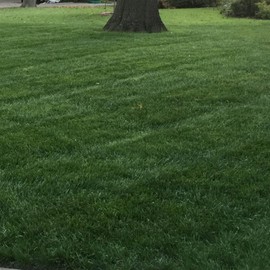 Outsidepride Combat Extreme Northern Zone - 25 Lbs Cold-Hardy, Drought-Resistant Turf Type Tall Fescue & Kentucky Bluegrass Lawn Grass Seed Blend, OptiGrowth Coated for Better Establishment