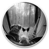 2 x 15cm Vinyl Stickers - Dogs Camping Tent Forest