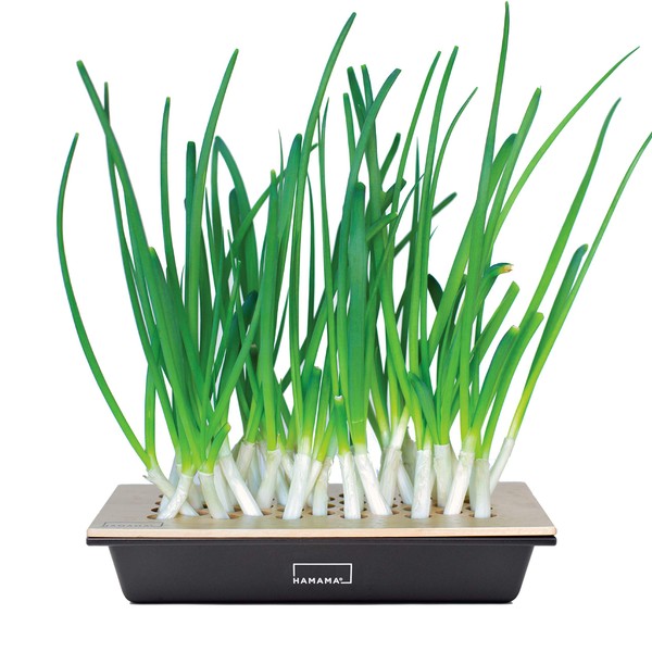 Hamama Home Green Onion Kit, Regrow Fresh Green Onions Indoors