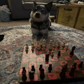 CZN Master of Chess Handmade Championship Chess Set Without Chess Board - Weighted Only Chess Pieces Wood