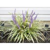 Variegated Liriope Live Plant in a #1 Container Pack of