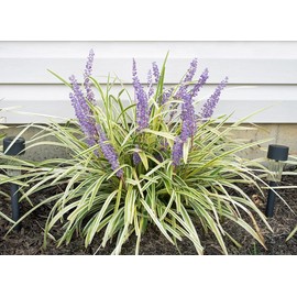 Variegated Liriope Live Plant in a #1 Container Pack of Two