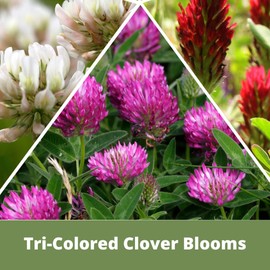 Flawn Seed Kits Tri-Color Clover Seed, 1 Lb, Equal Mix of Crimson Red Clover, Medium Red Clover, Dutch White Clover, Kraft Zipper Pouch, Covers up to 3,600 Sqft