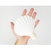 Tumbler Home Real Sea Shell Beach Night Light Real, Natural,