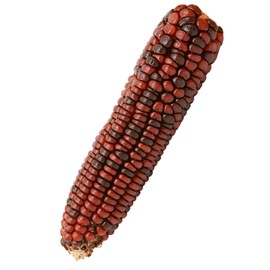 Corn Seeds - Ornamental - Bloody Butcher - 1 Lb ~3,200 Seeds - Zea mays - Farm & Garden Vegetable Seeds - Non-GMO, Heirloom, Open Pollinated, Annual