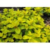 SAFLAX - Herbs - Greek Oregano - 600 Seeds -