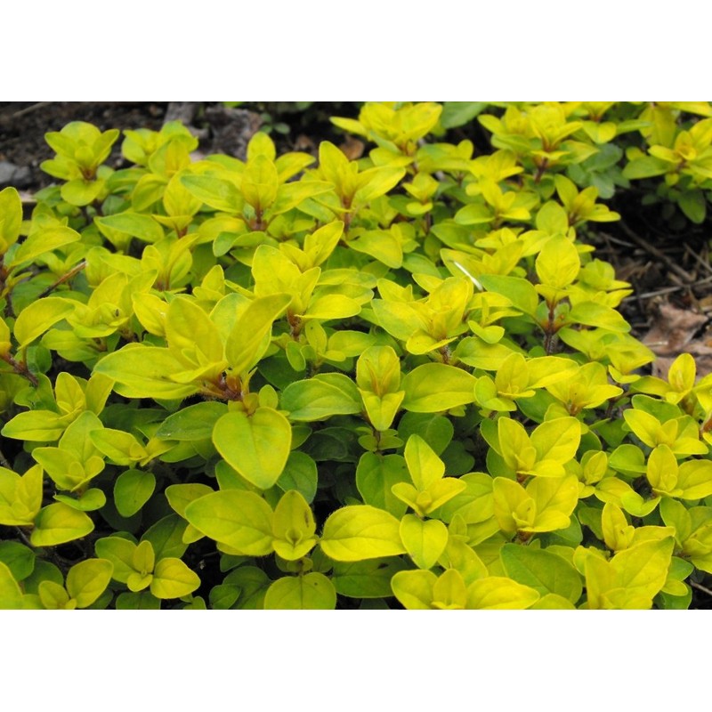 SAFLAX - Herbs - Greek Oregano - 600 Seeds -