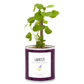 MacFlowers® Cultivation Set with Licorice, Licorice, a variety of seeds, in cute instant gardening flower box, gift idea for licorice fans