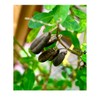 Salvadorean Chipilin Plant Seeds, 10 Count, Dark Brown Pods for