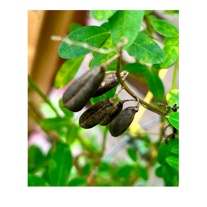 Salvadorean Chipilin Plant Seeds, 10 Count, Dark Brown Pods for