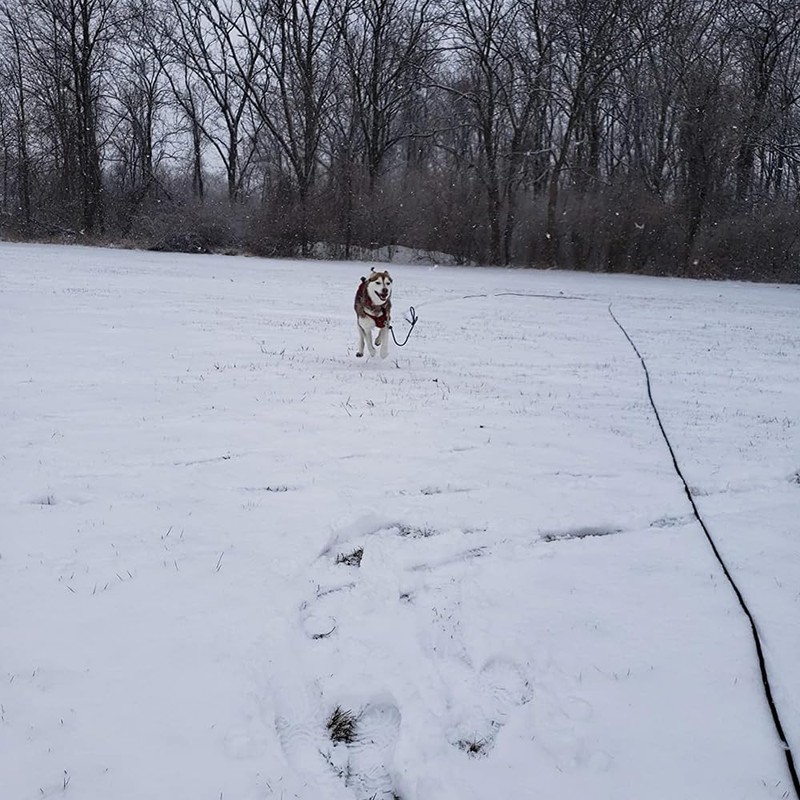 MayPaw 30FT Long Rope Training Dog Leash- Heavy Duty Nylon