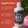 Great Big Roses – Soil and Rose Fertilizer Booster to
