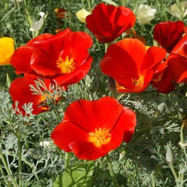 Outsidepride California Poppy Eschscholzia Californica Red Chief Flower Seed - 5000 Seeds
