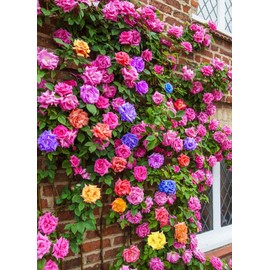 100+ Mix Color Climbing Rose Seeds for Outdoor Planting Vibrant Bush Perennial Shrub Ornamental Flowers for Garden Decoration