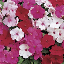 Outsidepride Impatiens Peppermint Mix - 100 Seeds
