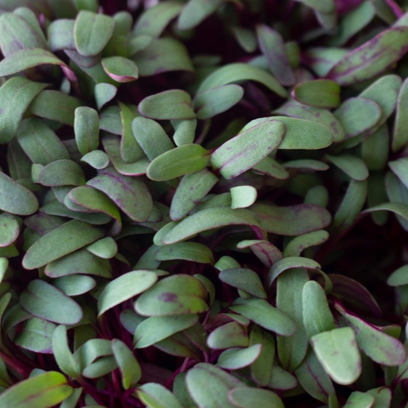 Beet Seeds - Red Round - 1 Oz ~1,500 Seeds