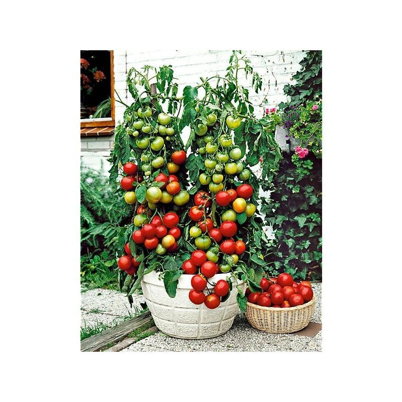 Seeds Indoor Tomato 20 Seeds for Planting Cherry Tomatoes Dwarf