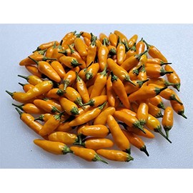 Yellow Pequin Pepper 10+ Seeds