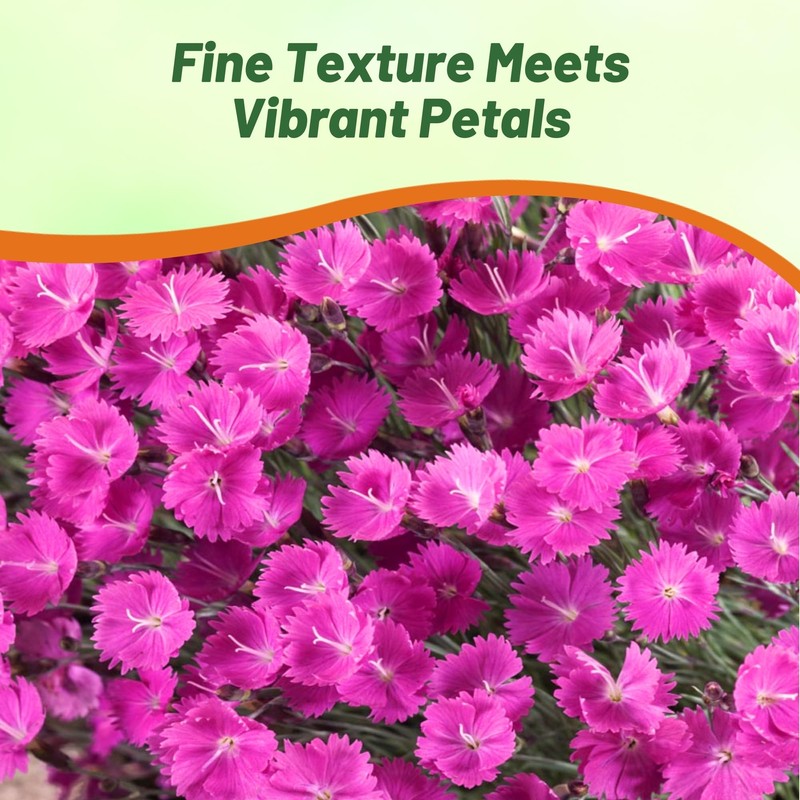 Outsidepride Cheddar Pink Dianthus Seeds for Planting - 2000 Pcs