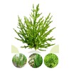 Organic Natural Pure Glasswort (Samphire, Salicornia Herbacea) Extract Powder -10.58