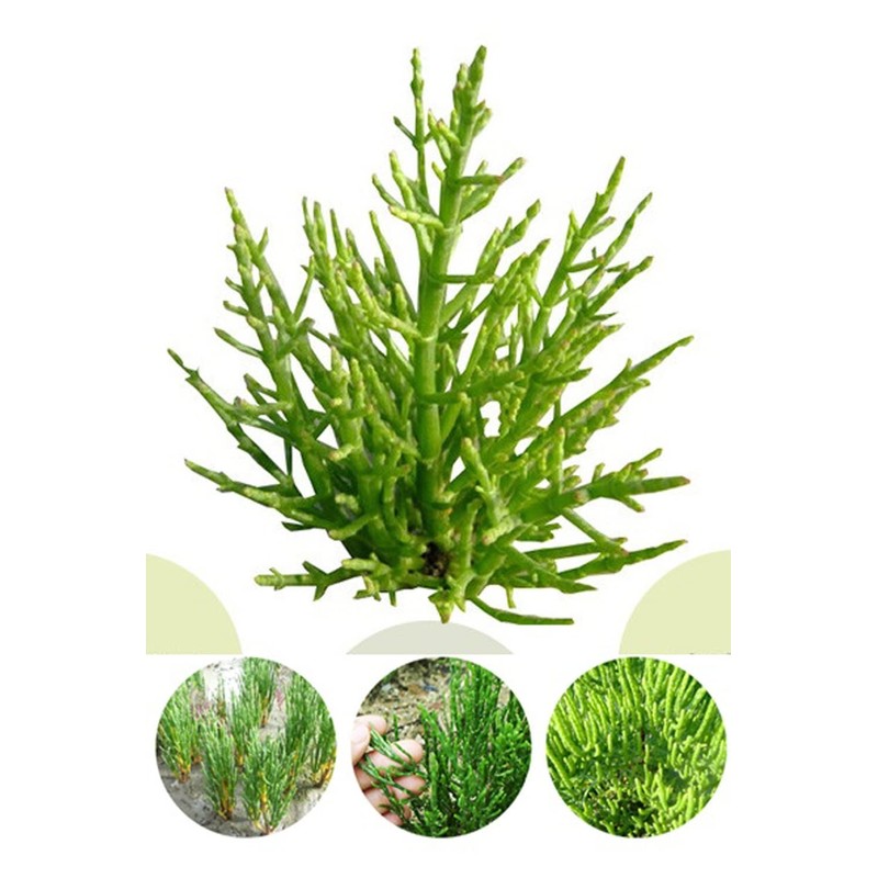 Organic Natural Pure Glasswort (Samphire, Salicornia Herbacea) Extract Powder -10.58