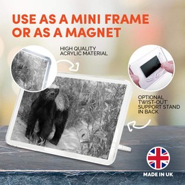 1 x Fridge Magnet - Wildlife Animal Honey Badger #37024