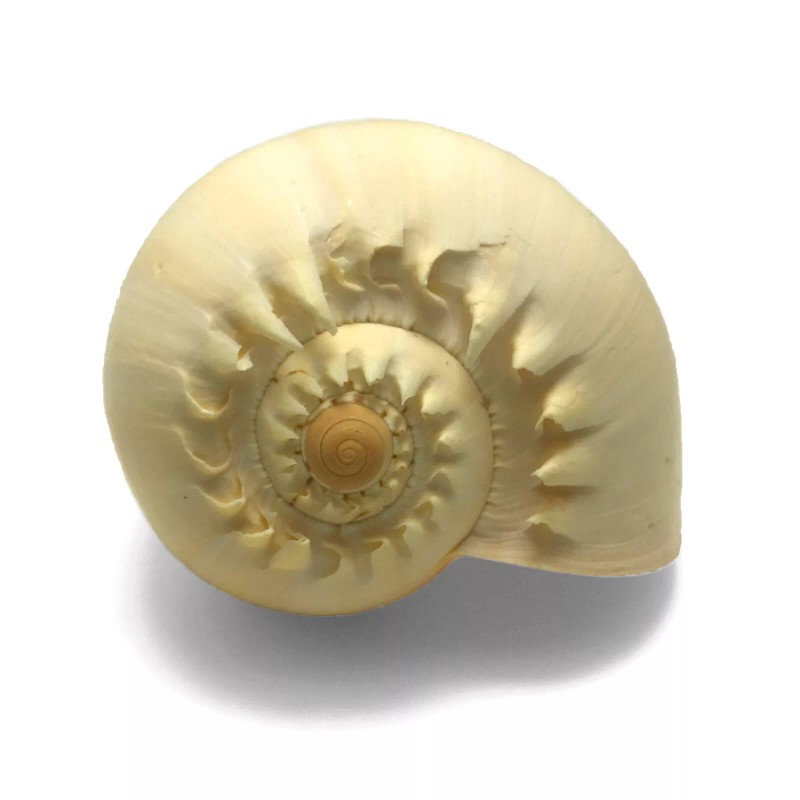 Orange Crowned Volute Sea Shell Melo Broderipii Large Sea Shell