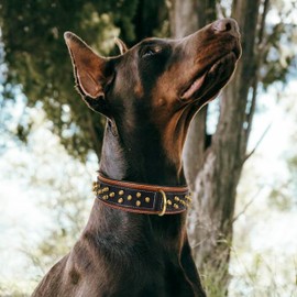 Leatherific Spiky Series Heavy Duty Spike Dog Collar | Premium Genuine Bridle Leather, Padded, Strong, 2" Wide, for Medium Breeds, Black Brown Charcoal, M fits Neck 14" to 18"